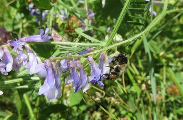 Bumblebee on visia villosa flowers in the meadow