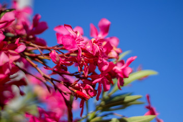 Pretty flower with the sky in the background in Lagos Algarve Portugal