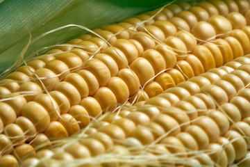 Close-up of fresh ripe sweet corn with green leaves.