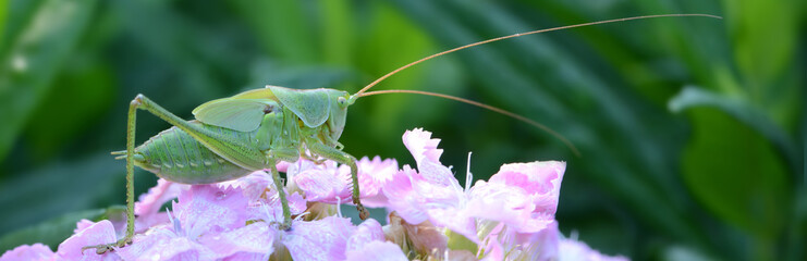 Grashüpfer 10 © K.-U. Häßler