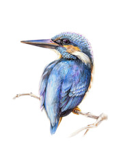 Watercolor pencil illustration of a kingfisher bird, sitting on a tree branch. Hand drawn picture of a bright blue bird isolated on white background.