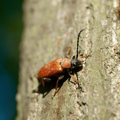 Rothalsbock (Stictoleptura rubra) auf einem Baumstamm im Wald im Sommer