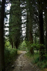 Obraz premium trees in the forest