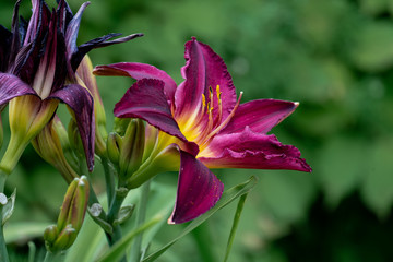 Fototapeta premium beautiful red day lily flower head against a green bokeh background