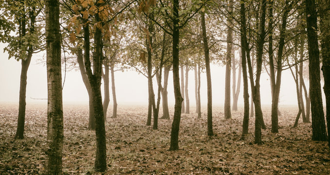 forest in autumn fog © Robb