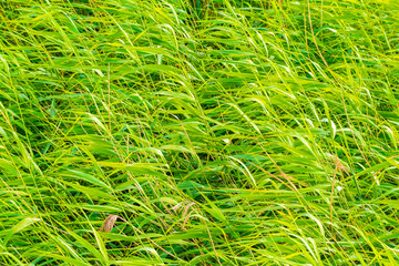 Green background of young reeds.