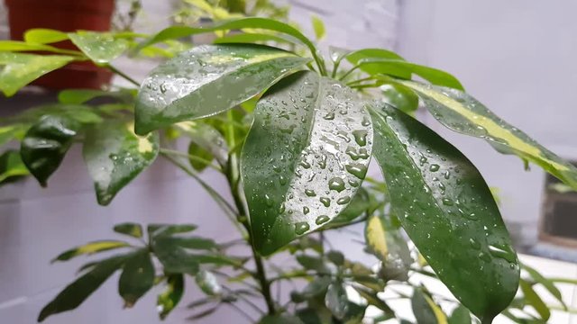 Light raing over some green leaves.