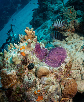 Sergeant majors (Abudefduf saxatilis) guard their eggs on the Front Porch dive site, Bonaire, Netherlands Antilles