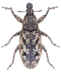 Cyphocleonus dealbatus is a species of true weevil of the family Curculionidae. Isolated snout beetles on white background.