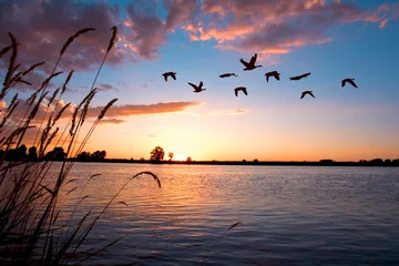 Fototapeten Geese flying over a beautiful sunset. © LUGOSTOCK