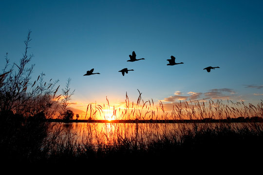 Geese flying over a beautiful sunset.