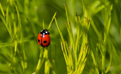 Ladybug on the green grass close-up