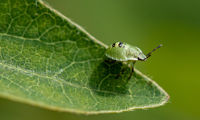 Green garden bug (Lygocoris (syn. Lygus) pabulinus L.)