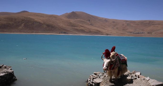 The domestic yak, pictured at Yamdrok Lake, is a domesticated bovid found throughout the Himalayan region of the Indian subcontinent, the Tibetan Plateau and as far north as Mongolia and Siberia.
