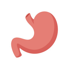 Human stomach for study book isolated on white background. Stomach and digestion organ system, vector illustration