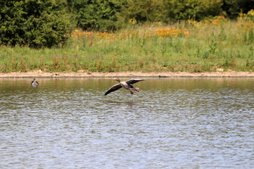 Une oie cendr&eacute;e atterrit