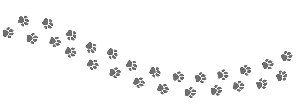 Footpath trail of animal. Dog or cat paws print vector isolated on white background. Trail footpath wildlife, footprint silhouette illustration