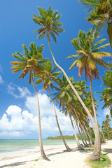 Coconut palm trees on tropical Caribbean beach