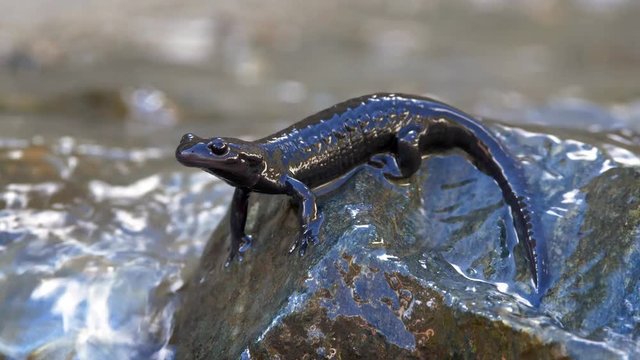Alpine salamander (Salamandra atra) in mountain stream