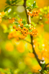 Pyracantha yellow berries on the branches. Firethorn (Pyracantha coccinea) berries on blurred background. Ripe fruits in the autumn garden