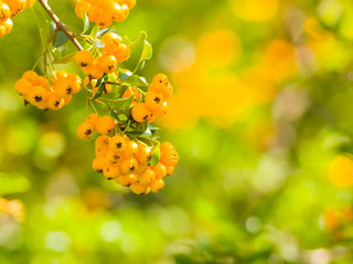Pyracantha yellow berries on the branches. Firethorn (Pyracantha coccinea) berries on blurred background. Ripe fruits in the autumn garden