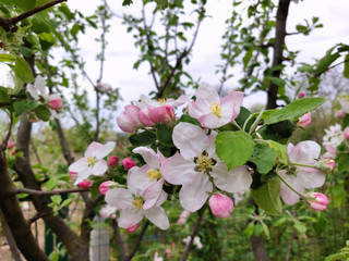Apple blooms
