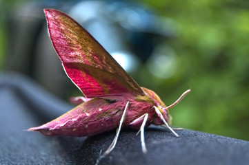 Fototapeta premium Rose-colored hawk moth on a blurred forest background. Macro.