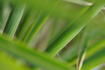 Green leaves of a dracaena flower, for background