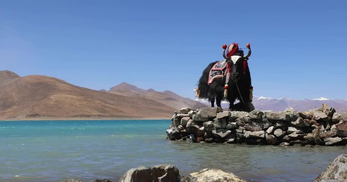 A male domestic yak in traditional Tibetan costume stands on the edge of Yamdrok Lake, a popular tourist destination in the Tibet Autonomous Region, China. The Himalayan Mountains are behind it.