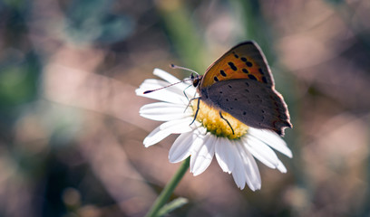 Butterfly on a Daisy flower close-up
