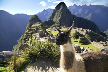 lama at the Machu Picchu ruin, Andes Mountains, Peru