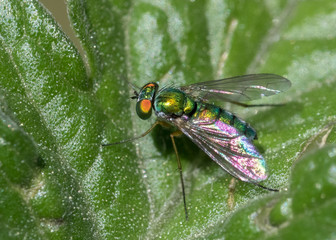 Long legged fly extreme close up