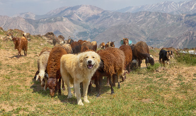 Fototapeta premium Dog and sheeps in the mountains