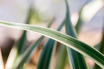 Dianella is a botanical genus belonging to the family Hemerocallidaceae.