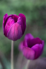 Macro photo of two purple tulips on green blurred background. Two tulips on a sunny summer day in the garden close up.