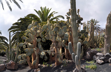 Fototapeta na wymiar Cactus garden in Oasis Park, Fuerteventura. Canary Islands, Spain