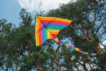 Rainbow kite in fores. Pride