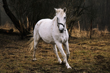 White horse in autumn scene