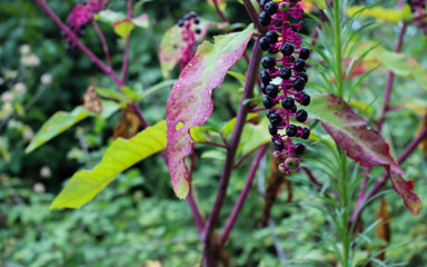 green plants in the garden