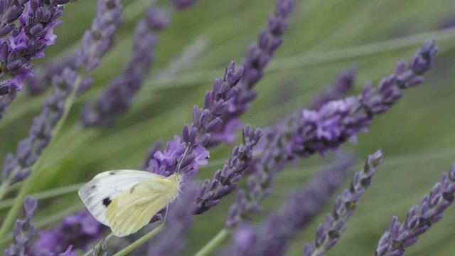 Green Veined Butterfly on Lavender