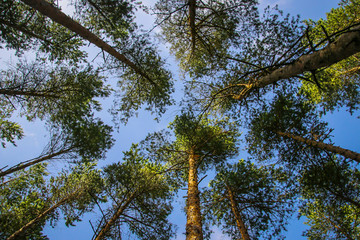 Green tops of pines from bottom to top © abrilla