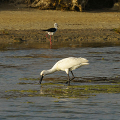 Eurasian Spoonbill Platalea Leucorodia Fishing