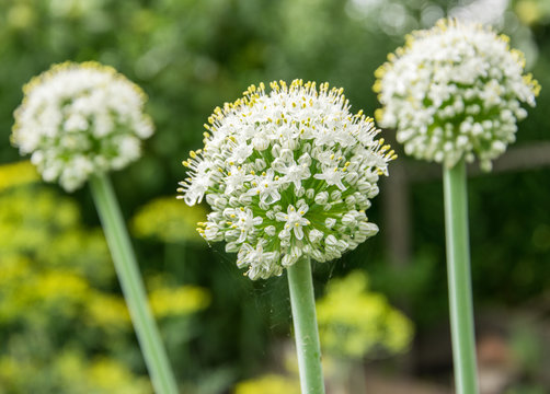 White flowers onion batun close-up growing on the garden.