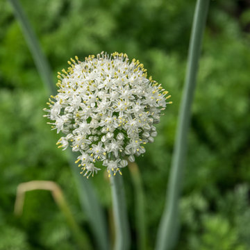 White flower onion batun close-up growing on the garden in summer.