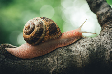 mature snail on fig tree