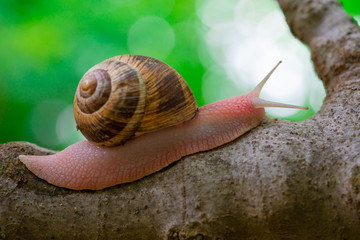 mature snail on fig tree
