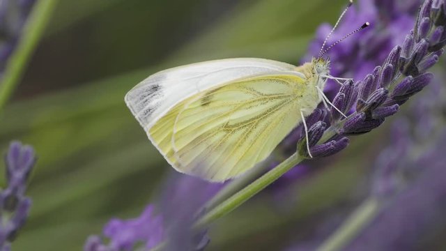 Green Veined Butterfly on Lavender