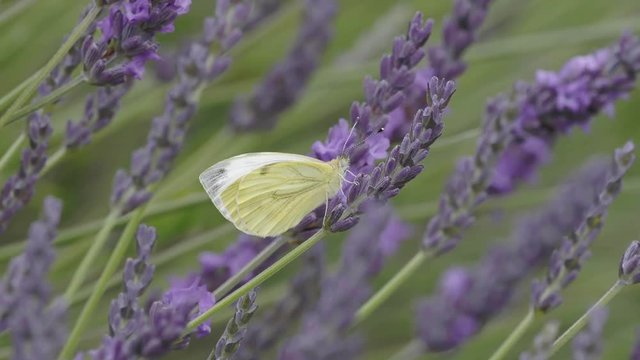 Green Veined Butterfly on Lavender