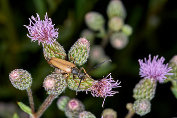 Ackerdistel mit Bockkäfer 