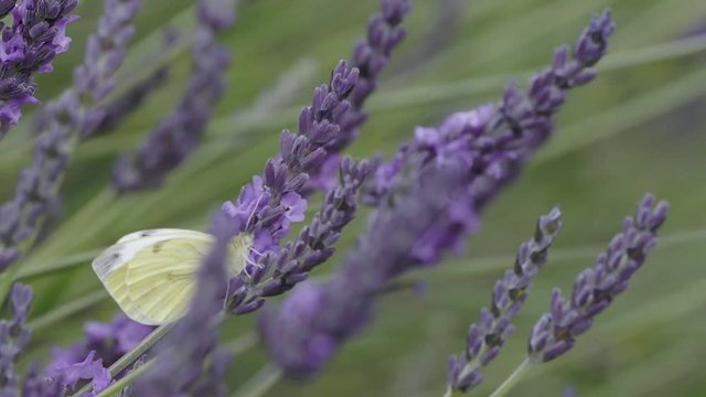 Green Veined Butterfly on Lavender
